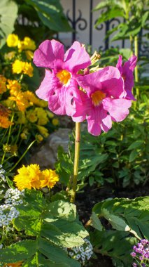 Pink flower of Incarvillea delavayi or hardy gloxinia or flowering fern, species of flowering plant in the family Bignoniaceae, native to China, in the garden and landshaft design. clipart