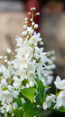 Deutzia gracilis, the slender deutzia or Japanese snow white flower, species in the hydrangea family Hydrangeaceae, native to Japan, in the garden and landshaft design. clipart