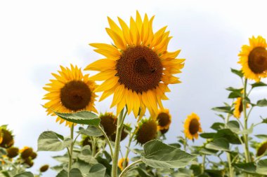 Yaygın ayçiçeğinin ya da Helianthus Annuus 'un yakın çekim fotoğrafı yenilebilir yağlı tohumları ya da atıştırmalık yiyecekleri için toplanır. Çiftlik, tarım ve petrol endüstrisi.