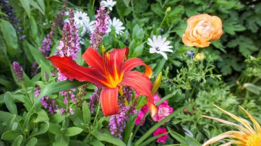 Güzel bir kırmızı Hemerocallis 'in yakın fotoğrafını çek. Küçük bir çiçek. Bahçede günlük güzel bir çiçek ve toprak kuyusu tasarımı..