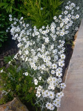Yazın serastium tomentosum veya kar, Caryophyllaceae ailesinin her zaman yemyeşil çiçeğidir. Bahçe mimarisinde düşük, bahçıvanlık bitkisi, daimi, kayalık, alp bitkisi.