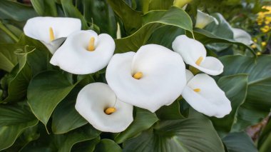Zantedeschia aethiopica 'nın güzel beyaz çiçeği ya da zambak zambağı, Güney Afrika' ya özgü Araceae ailesi, bahçe ve manzara mimarisi, düğün ve kilise dekorasyonu..