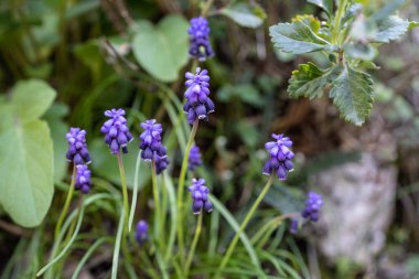 Mavi bahar Muscari uzun yıllık soğan bitkileri veya bahçede süs çiçeği olarak kullanılan üzüm sümbülü veya bahçe mimarisi tasarımı, ormanda vahşi..