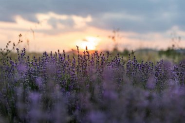 Mavi Lavandula ya da lavanta, naneli şeker familyasından bir bitki türü. İlaç kullanımı yağ, çay, aşçılık, bahçe veya manzara mimarisi tasarımı, gökyüzü duvar kağıdı, günbatımı renkleri.