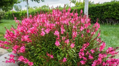 Pink and white gaura flower or Oenothera lindheimeri, commonly known as Lindheimers beeblossom, Lindheimers clockweed, and Indian feather, in the garden and landshaft design. clipart