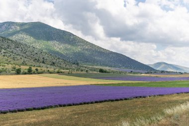 Mavi Lavandula ya da lavanta, naneli şeker familyasından bir bitki türü. İlaç kullanımı yağ, çay, aşçılık ve bahçe veya peyzaj mimarisi tasarımı, gökyüzü duvar kağıdı.