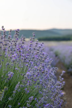 Mavi Lavandula ya da lavanta, naneli şeker familyasından bir bitki türü. İlaç kullanımı yağ, çay, aşçılık ve bahçe veya peyzaj mimarisi tasarımı, gökyüzü duvar kağıdı.