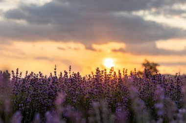 Mavi Lavandula ya da lavanta, naneli şeker familyasından bir bitki türü. İlaç kullanımı yağ, çay, aşçılık, bahçe veya manzara mimarisi tasarımı, gökyüzü duvar kağıdı, günbatımı renkleri.