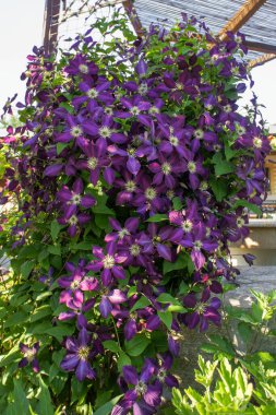 Mor renkli tırmanma çiçeği Clematis viticella Carmencita, Ranunculaceae ailesi, bahçede veya manzara mimarisi tasarımı.