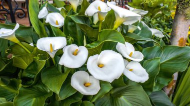 Beautiful white flower of Zantedeschia aethiopica or calla arum lily, family Araceae, native to southern Africa, the garden and landshaft landscape architecture design, Wedding and church decoration. clipart