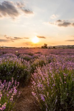 Mavi Lavandula ya da lavanta, naneli şeker familyasından bir bitki türü. İlaç kullanımı yağ, çay, aşçılık, bahçe veya manzara mimarisi tasarımı, gökyüzü duvar kağıdı, günbatımı renkleri.