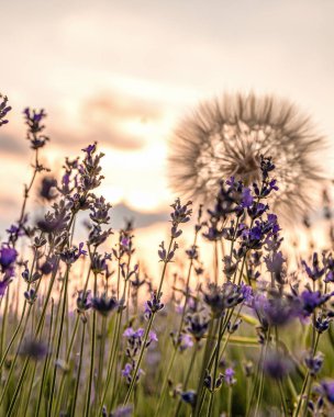 Mavi Lavandula ya da lavanta, naneli şeker familyasından bir bitki türü. İlaç kullanımı yağ, çay, aşçılık, bahçe veya manzara mimarisi tasarımı, gökyüzü duvar kağıdı, günbatımı renkleri.