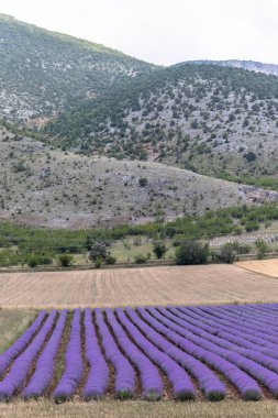 Mavi Lavandula ya da lavanta, naneli şeker familyasından bir bitki türü. İlaç kullanımı yağ, çay, aşçılık ve bahçe veya peyzaj mimarisi tasarımı, gökyüzü duvar kağıdı.