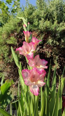 Pink flower of Gladiolus communis, the eastern gladiolus or common corn flag, species of flowering plant in the family Iridaceae, native to northern Africa, in the garden and landshaft design clipart