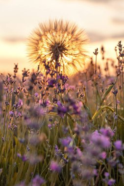 Mavi Lavandula ya da lavanta, naneli şeker familyasından bir bitki türü. İlaç kullanımı yağ, çay, aşçılık, bahçe veya manzara mimarisi tasarımı, gökyüzü duvar kağıdı, günbatımı renkleri.