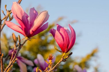 Pembe Magnolia liiflora, Çin ve Japonya 'da yetişen küçük bir ağaçtır. Mulan, mor, kırmızı, zambak, lale, Japon manolyası ve odunsu orkidesi, bahçe veya peyzaj mimarisi tasarımı.