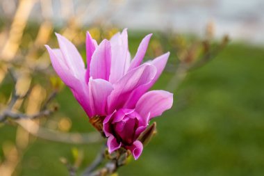 Pembe Magnolia liiflora, Çin ve Japonya 'da yetişen küçük bir ağaçtır. Mulan, mor, kırmızı, zambak, lale, Japon manolyası ve odunsu orkidesi, bahçe veya peyzaj mimarisi tasarımı.