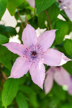 Pembe tırmanma çiçek Clematis Hagley melez Ranunculaceae ailesi, bahçe veya peyzaj mimarisi tasarımı.