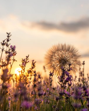 Mavi Lavandula ya da lavanta, naneli şeker familyasından bir bitki türü. İlaç kullanımı yağ, çay, aşçılık, bahçe veya manzara mimarisi tasarımı, gökyüzü duvar kağıdı, günbatımı renkleri.