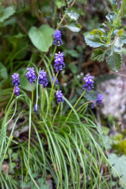 Mavi bahar Muscari uzun yıllık soğan bitkileri veya bahçede süs çiçeği olarak kullanılan üzüm sümbülü veya bahçe mimarisi tasarımı, ormanda vahşi..