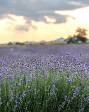 Mavi Lavandula ya da lavanta, naneli şeker familyasından bir bitki türü. İlaç kullanımı yağ, çay, aşçılık ve bahçe veya peyzaj mimarisi tasarımı, gökyüzü duvar kağıdı.