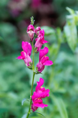 Antirrhinum australe veya ejderha çiçekleri veya bahçedeki sincap ejderhaları veya peyzaj mimarisi tasarımı.