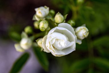 Kutlama amaçlı kullanım için sarı pembe güller Rosa banksiae veya Lady Bankflowers, bahçe veya peyzaj mimarisi tasarımı.