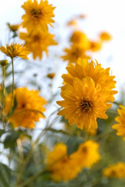 Rudbeckia laciniata hortensia 'nın sarı çiçekleri ya da Kuzey Amerika' ya özgü, bahçedeki ya da manzara mimarisi tasarımındaki Cutleaf koni çiçekleri..