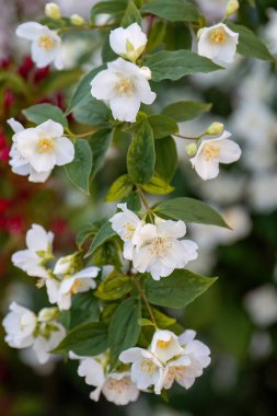 Fotoğrafı kapatın. Philadelphia Coronarius 'un beyaz çiçekleri ya da tatlı taklit, koku ve parfüm, çalılık ya da bahçedeki küçük ağaç veya manzara mimarisi..