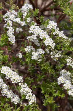 Spiraea nipponica 'nın beyaz çiçekleri ya da spirea chamaedryfolia ya da meadowsweets ya da çan çalıları, Rosaceae ailesinin çalıları, bahçe ya da peyzaj mimarisi tasarımı.