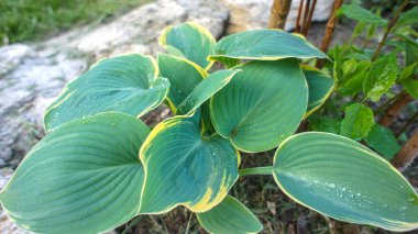 Yeşil bitki Hosta sieboldiana veya plantaginea ya da Siebolds plantain zambak, ev sahipleri, zambaklar, bahçedeki dekoratif gölge dayanıklı yeşillik bitkileri ya da peyzaj mimarisi.