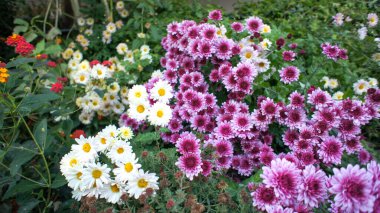 Sarı, pembe, beyaz ve kırmızı çiçekler kasımpatı indium veya Hint Asteraceae ailesi, bahçe veya peyzaj mimarisi tasarımı, yakın plan fotoğrafları, bulanık arkaplan.