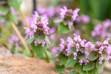 Pembe ve mavi kır çiçekleri çayırında güneşli bir gün. Duvar kâğıdı için çok güzel bir arka plan. Doğadaki yabani bitkiler.