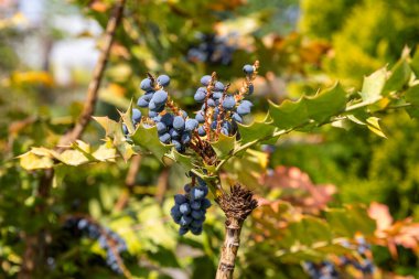 Yellow flowers of Berberis aquifolium or Oregon grape or holly leaved barberry, North American species of flowering plant in the family Berberidaceae in the garden or landscape architecture design. clipart