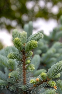 Evergreen dekoratif çam mavisi ladin veya Picea pungens düşük ve küçük bahçe veya peyzaj mimarisi tasarımı.