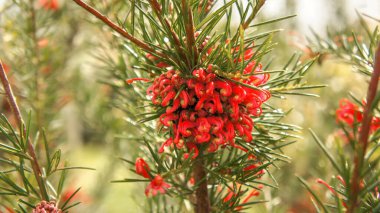Grevillea rosmarinifolia ya da biberiye grevillea kırmızı çiçekleri, doğrusal, dar eliptik veya kenarları altında yuvarlanan dar obdar yapraklar ile çalı bahçe veya peyzaj mimarisi tasarımı.