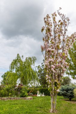 Beyaz ve pembe bahar çiçekleri erik, kiraz, şeftali, kayısı ve badem, mavi gökyüzü, duvar kâğıdı tasarımı, yağmur damlaları, güneşli hava damlaları,.