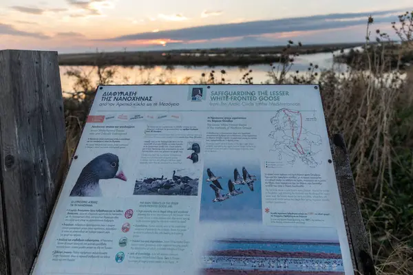 Trakya 'daki Ulusal Park Delta Evros, Feres ve Dedeağaç yakınlarında, 25-10-2024 Yunanca ve İngilizce işareti, Küçük Beyaz Kaz önlü Kaz, gün batımı veya gün doğumu renklerini koruma.
