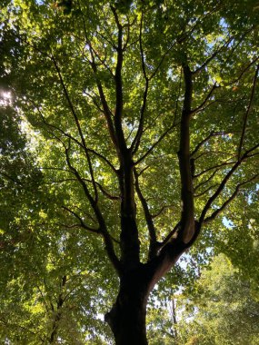 Amsterdam 'daki binanın ön cephesi.