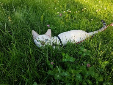 Benga snow lynx cat in grass