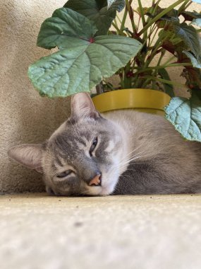 cute cat sleeping under plants