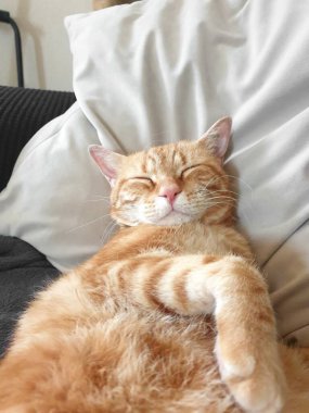 red cat on the sofa in the room.