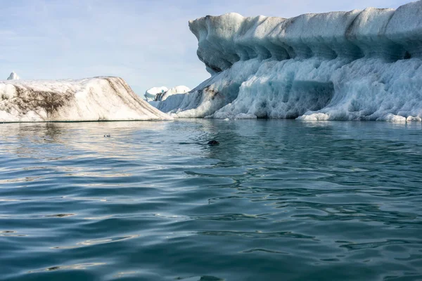 Seal swimming alone among icebergs