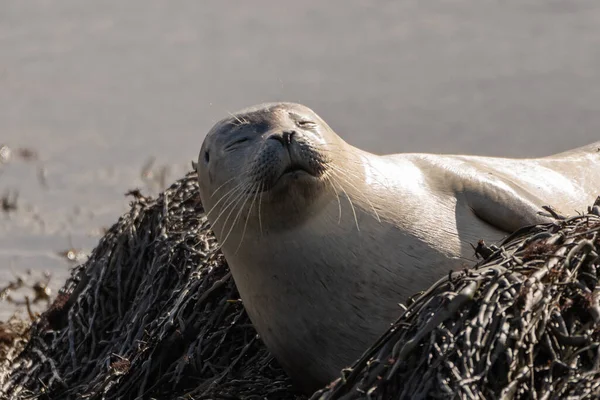 Seal specimen on the Icelandic beach