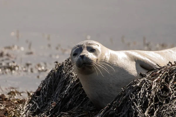 Seal Specimen Icelandic Beach — Stock Photo, Image
