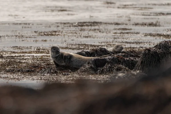 Seal specimen on the Icelandic beach