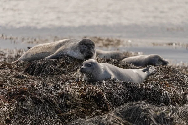 Seal specimen on the Icelandic beach