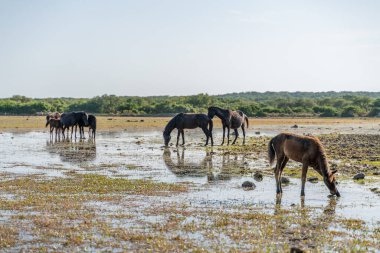 Sardinia, Giara, Small horse of the Giara Park
