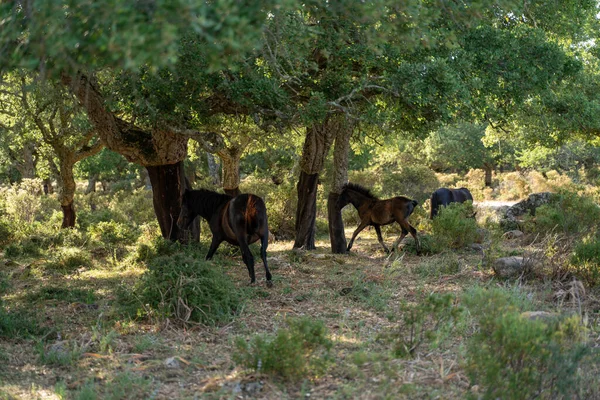 Sardinia Giara Small Horse Giara Park — Stock Photo, Image