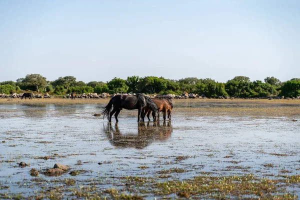 Sardinia, Giara, Small horse of the Giara Park